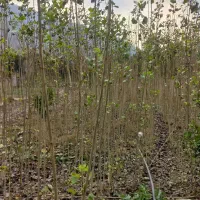 نهال صنوبر نیگرا|خدمات باغبانی و درختکاری|نوکنده, |دیوار