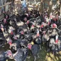 بوقلمون برنز