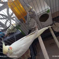 یک جفت عروس هلندی با لوازم|پرنده|پاکدشت, شهرک امام رضا|دیوار