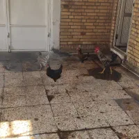 فروش ۴ عدد مرغ و خروس محلی