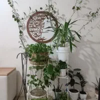 گل آپارتمانی