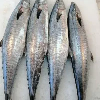 فروش ماهی روز وتازه