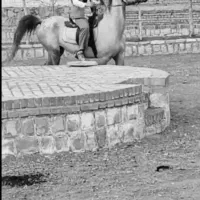 اسب مادیان