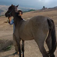 اسب یورغه