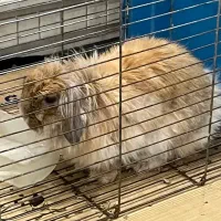 فروش خرگوش ماده