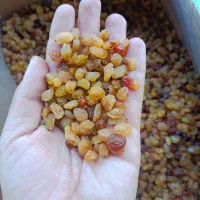 کشمش پلویی افتابی و طلایی و گلدن|خوردنی و آشامیدنی|اصفهان, زهران|دیوار