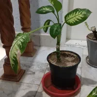 گل گیاه اپارتمانی گل طبیعی گلدان بونسای برگ انجیری