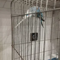 مرغ عشق نر ماده