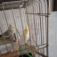 عروس هلنی وقفس بزرگ چرخدار چنتا قفس دگه هم هس