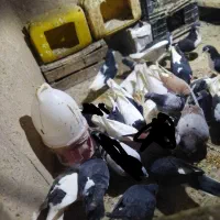 کبوتر خوشرنگ وطوقی