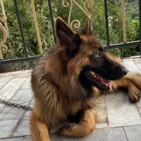 سگ ژرمن  ماده