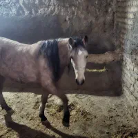 فروش اسب مادیون ۲به۳ بسیار آرام وخوش رنگ قیمت ۴۹