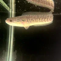 ماهی چانا اسیاتیک|ماهی|قدس, شهرقدس|دیوار