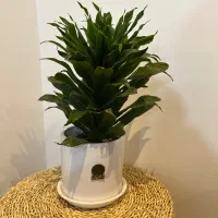 گل با گلدان