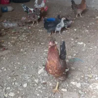 مرغ وخروس عربی در حمیدیه|حیوانات مزرعه|حمیدیه, |دیوار