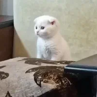 گربه اسکاتیش پرشین