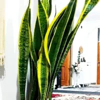 گل سانسوریا