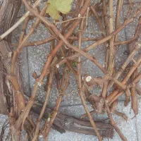 قلمه درخت انگور عسگر|گل و گیاه طبیعی|سبزوار, شرق کال میانی|دیوار