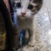 واگذاری رایگان گربه