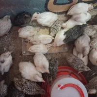 بلدرچین ۱۰ روزه  وبلدرچین ۴۰ روزه