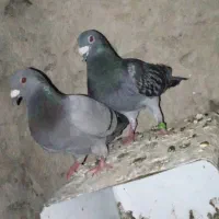 کبوتر فروشی