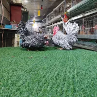 تخم نطفه دار جاپنیز