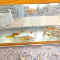 ماهی کوی نژاد|ماهی|قم, نخودی|دیوار