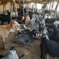 بز ترکی و دورگ موقعیت گناوه