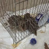 بلدرچین ژاپنی زیبا