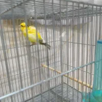 قناری نر و ماده|پرنده|تهران, شهرک طالقانی|دیوار