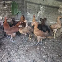 فروش جوجه گلین