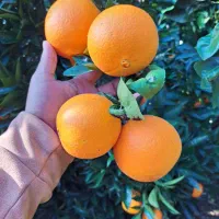 فروش پرتقال