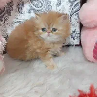 حر آ ج بی تکرار فقط در کلبه گربه های Hypercat|گربه|تهران, فرحزاد|دیوار