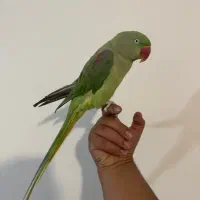 شاه طوطی اسکندر دستی|پرنده|بومهن, |دیوار