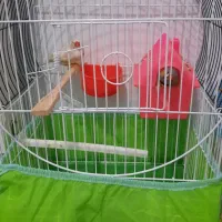 یک جفت فنچ مولدویک عددمرغ عشق نرباقفس|پرنده|ملارد, |دیوار