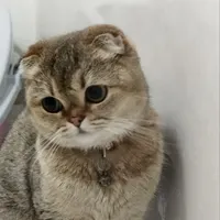 گربه اسکاتیش بلک گلد