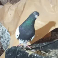 کفتر رنگه|پرنده|تربت جام, میرقوام الدین|دیوار