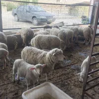 فروش گوسفند