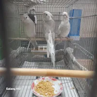 عروس هلندی|پرنده|قم, شهرک امام حسن|دیوار