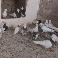 طوقی