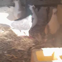 3تا کفتر|پرنده|اسفراین, |دیوار