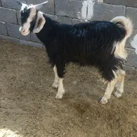 فروش 5 عدد کهره نیم گوشت