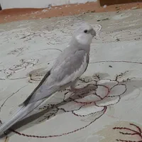 عروس هلندی گم شده