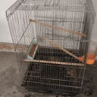 قفس کاسکو وطوطی عروس
