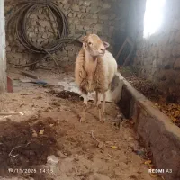 فروش توغلو مغانی|حیوانات مزرعه|چهاردانگه (آذربایجان), |دیوار