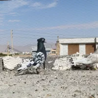 کبوتر|پرنده|نی‌ریز, |دیوار