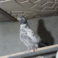 چند تا کبوتر خوب