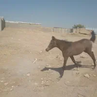 کره اسب|اسب و تجهیزات اسبسواری|کرمانشاه, |دیوار