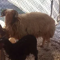 میش و نرمیش|حیوانات|گتوند, |دیوار