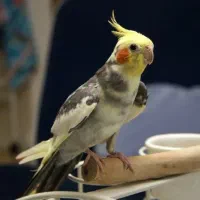 فروش عروس هلندی